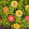 Dekor Sonnenblume