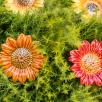 Dekor Sonnenblume