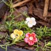 Erdbeere Blüte