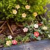 Erdbeere Blüte