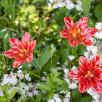 Amaryllis