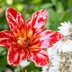 Amaryllis