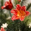 Amaryllis