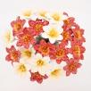 Amaryllis