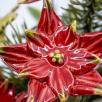 Große Weihnachts-Tischdekoration mit Sternblumen