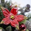 Kleine Weihnachts-Tischdekoration mit Sternblumen