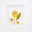Blumenbild mit Tausendschön