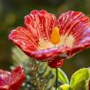Mittelgroße Weihnachts-Tischdekoration mit Hibiskus