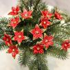 Sternblume