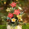 Große Weihnachts-Tischdekoration mit Sternblumen