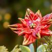 Große Weihnachts-Tischdekoration mit Sternblumen