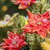Große Weihnachts-Tischdekoration mit Sternblumen