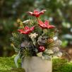 Kleine Weihnachts-Tischdekoration mit Sternblumen