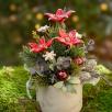 Kleine Weihnachts-Tischdekoration mit Sternblumen