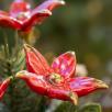 Kleine Weihnachts-Tischdekoration mit Sternblumen