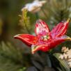 Kleine Weihnachts-Tischdekoration mit Sternblumen