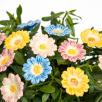 Gänseblümchen