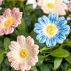 Gänseblümchen