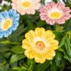 Gänseblümchen