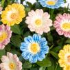 Gänseblümchen