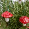 Hängender Pilz