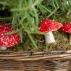 Hängender Pilz