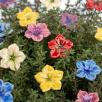 Mini Mirabilis