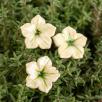 Mini Mirabilis - Weiß
