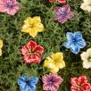 Mini Mirabilis