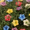 Mini Mirabilis