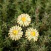 Mini Magerwiesen Margerite - Grün