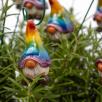 Regenbogen Wichtel