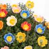 Heckenrose