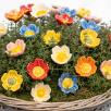 Heckenrose