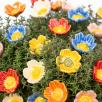 Heckenrose