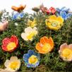 Heckenrose