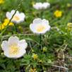 Heckenrose