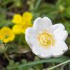 Heckenrose