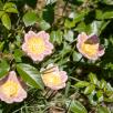 Heckenrose