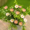 Heckenrose
