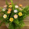 Heckenrose