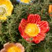Heckenrose