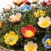 Heckenrose