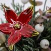 Große Weihnachts-Tischdekoration - Rot