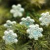 Große Eisblume - Türkis