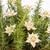 Edelweiss - Weiß