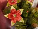 Sternblume - Rot