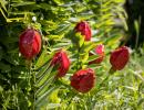 Tulpe - Rot