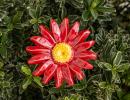 Magerwiesen Margerite - Rot