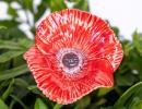Mohnblume - Rot